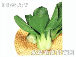 蔬菜种子招商代理 解锁绿色财富的密码