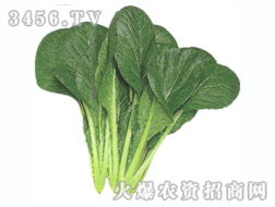深耕绿色潜力 蔬菜种子代理与加盟连锁的新商机