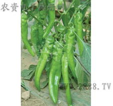 品味新鲜之选 瓜果蔬菜种子及蔬菜种子产品解析