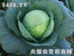 如何抓住蔬菜种子招商的投资新机遇？揭秘代理加盟与连锁批发优化之路