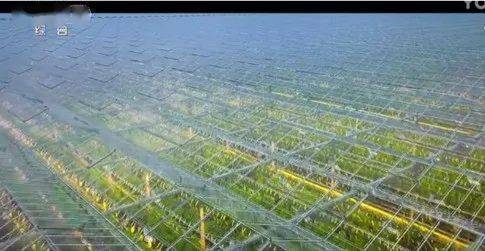 工厂化农业的蔬菜生产新模式 探秘易达番茄工场的数字化种植奇迹