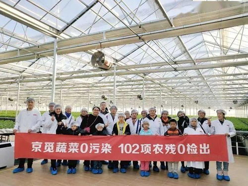 新时代小农民 春节不打烊，蔬菜大棚里的农业新技能与种子魔法