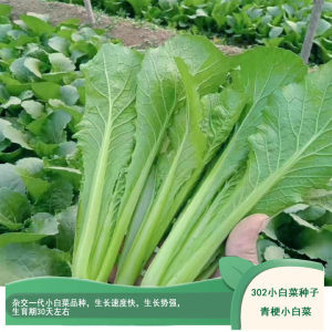 创新无限 新品种蔬菜种子的丰富路径与可持续发展