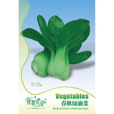 四季阳台播种 选购“春秋绿油菜种子”的园艺乐趣