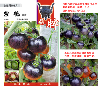 优质番茄种子批发与零售 开启高产种植的第一步