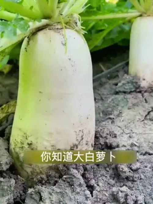 秋季萝卜种植指南 你家的种子准备好了吗？